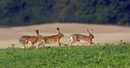 Hasenrennen
