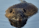 Nutria