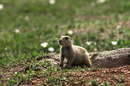 Fotos_Nagetiere & Hasenartige