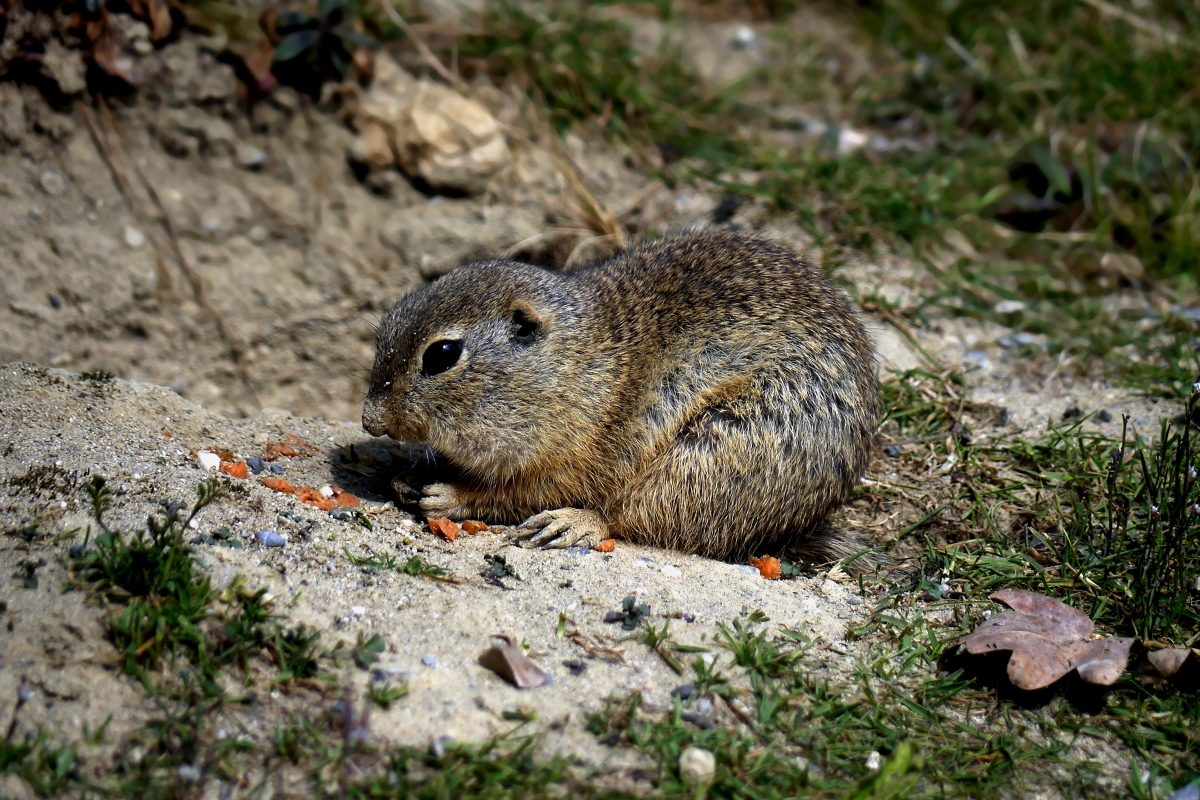 ein Hörnchen