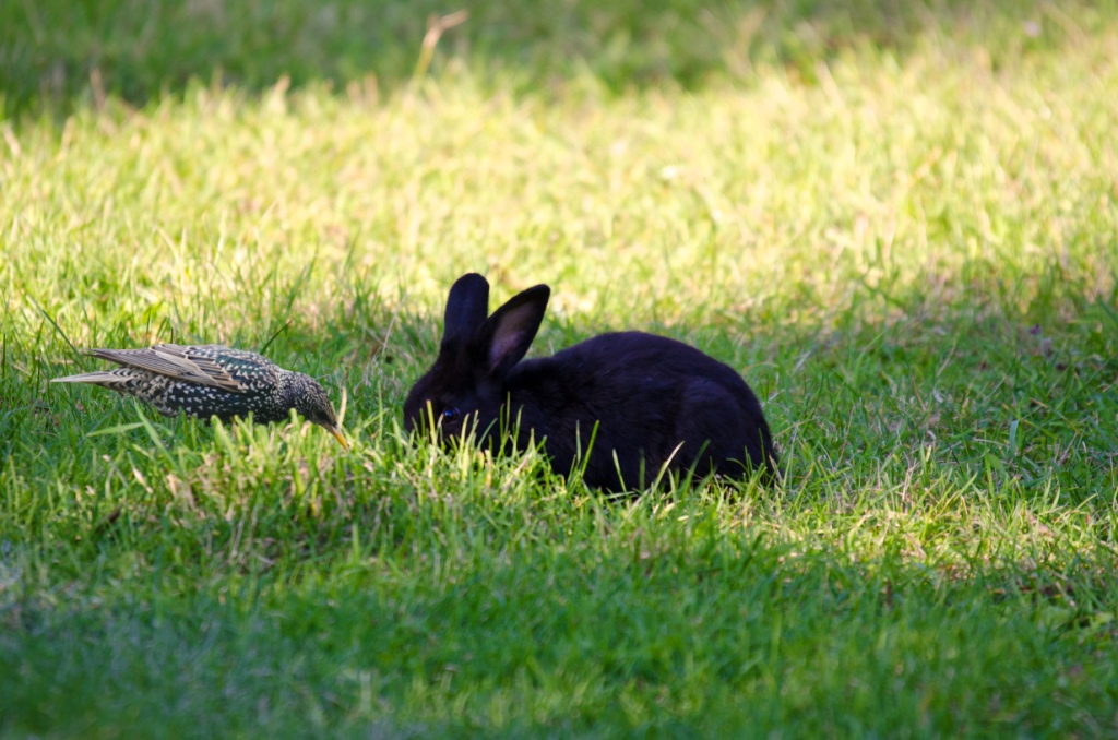 Der Vogel und der Hase