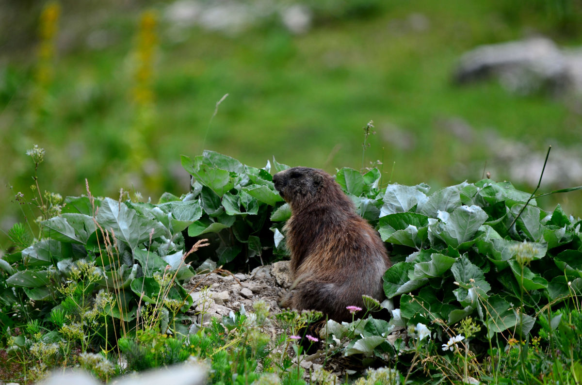 Murmeltier auf der Alp