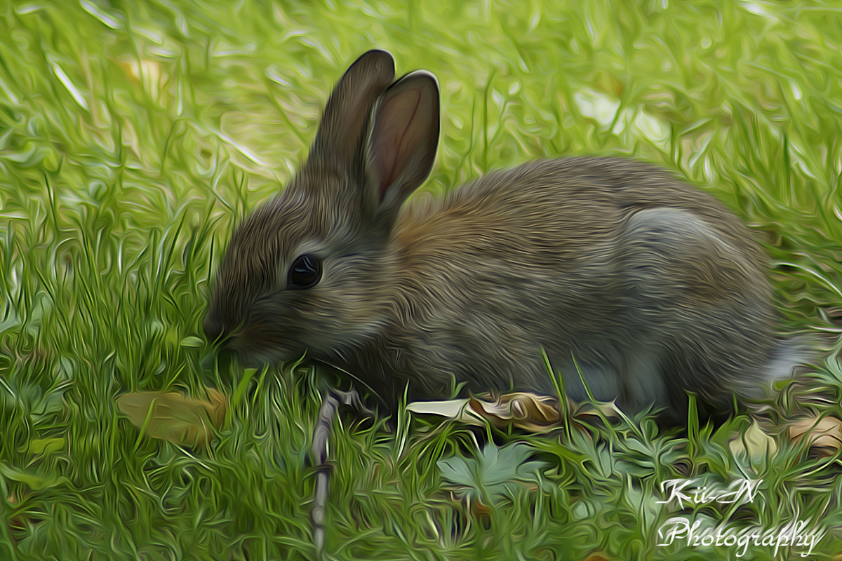 Bunny 