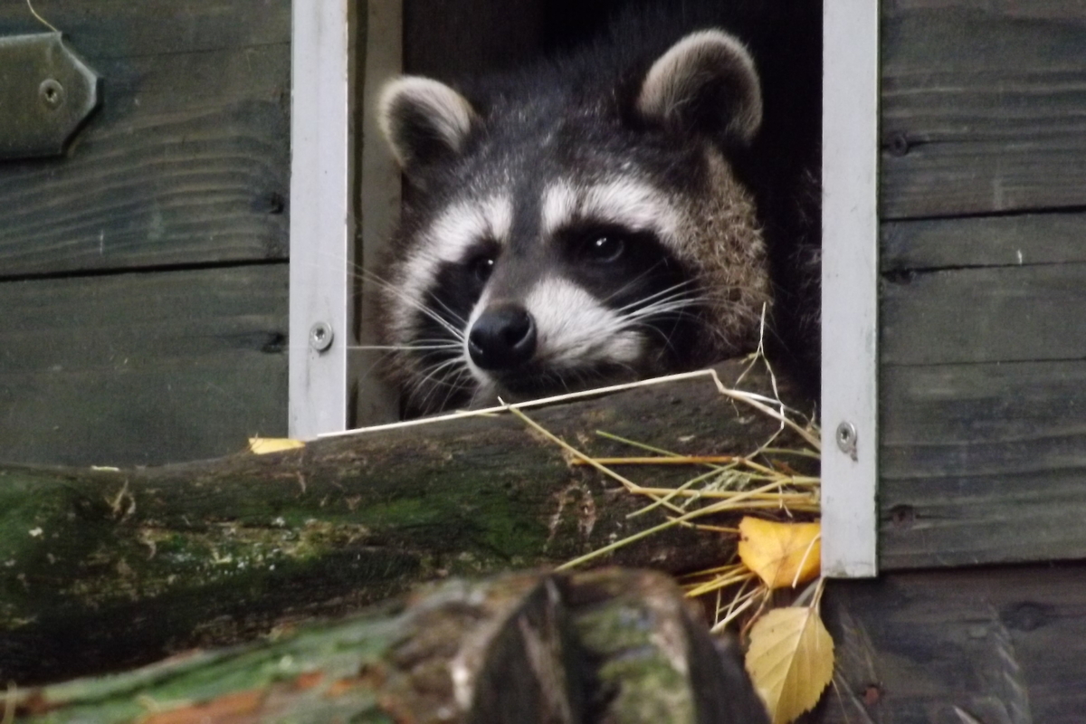 Waschbär im Tierpark Neumünster