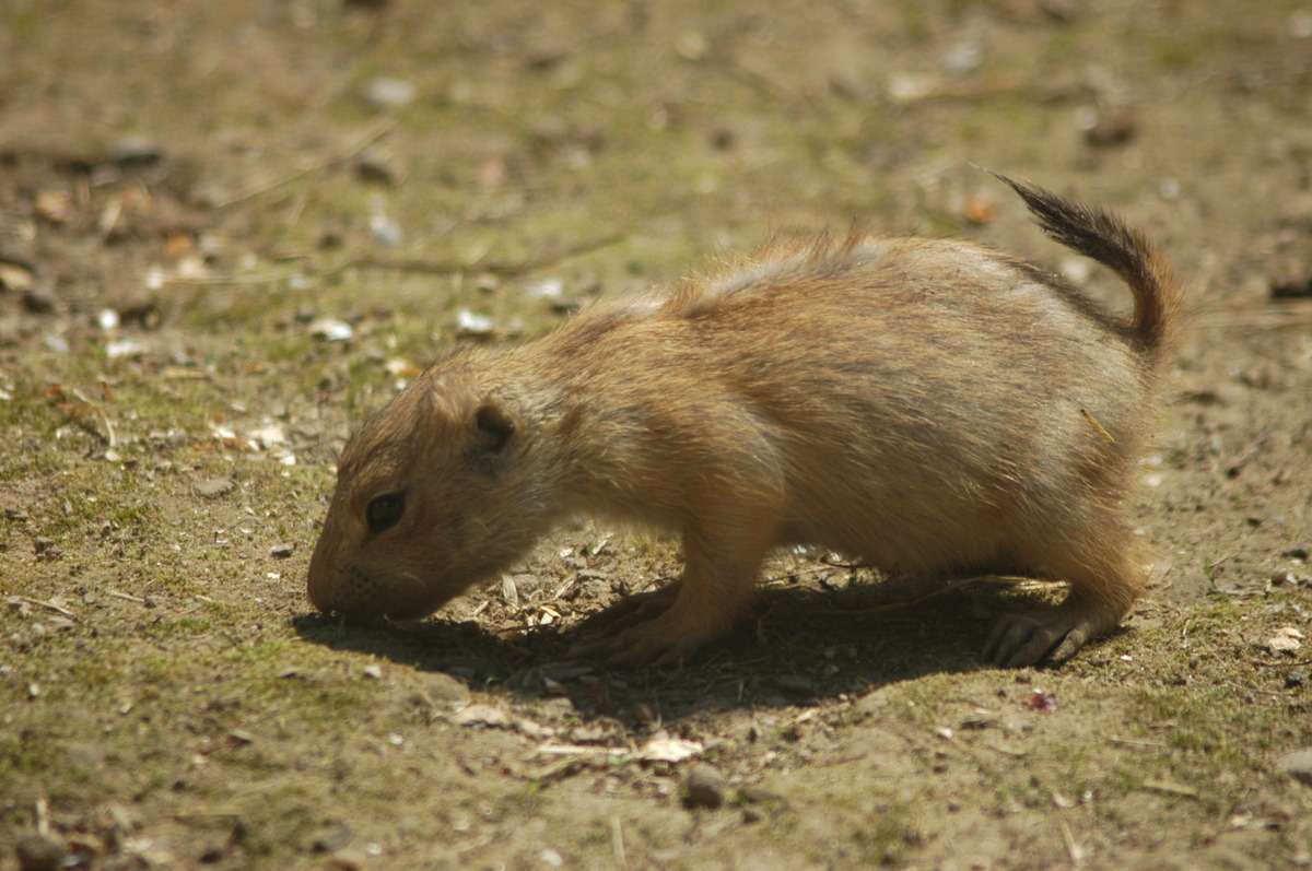 Ganz junges Erdhörnchen