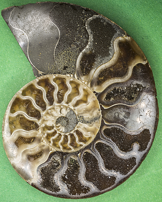Nautilus