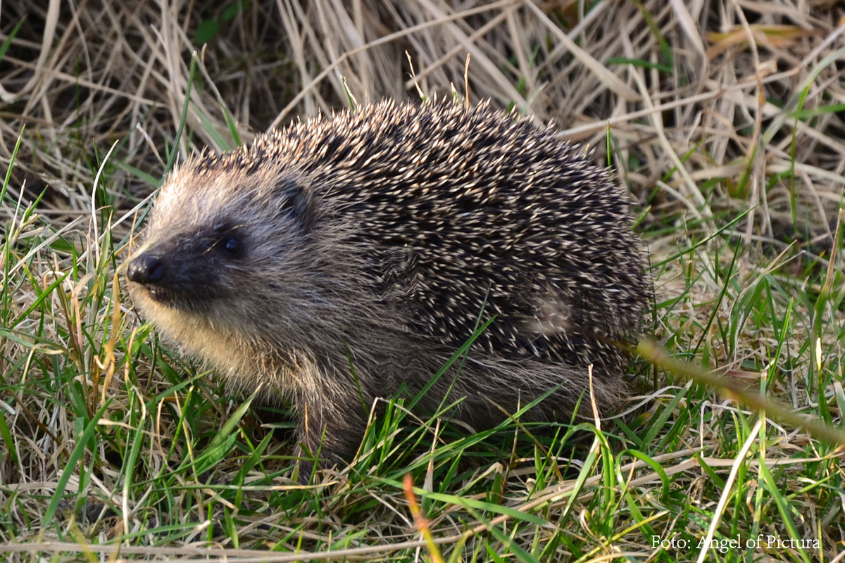 Igel 2