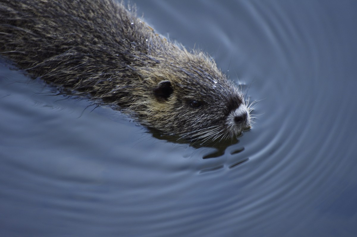 Nutria