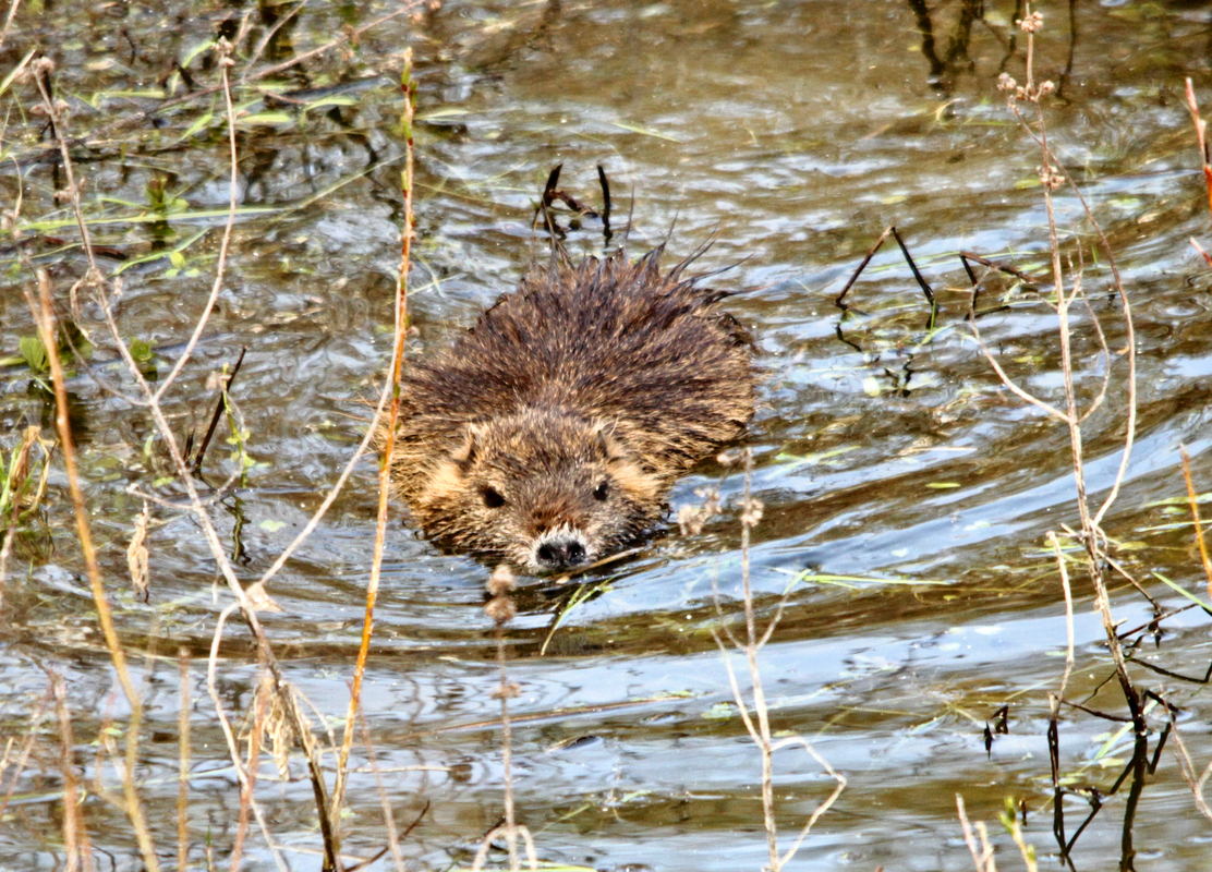 Nutria vom Winkel