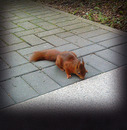 Fotos_Eichhörnchen