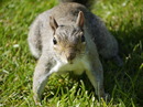 Fotos_Eichhörnchen