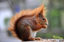 Fotos_Eichhörnchen