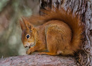 Fotos_Eichhörnchen