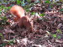 Fotos_Eichhörnchen
