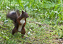 Fotos_Eichhörnchen
