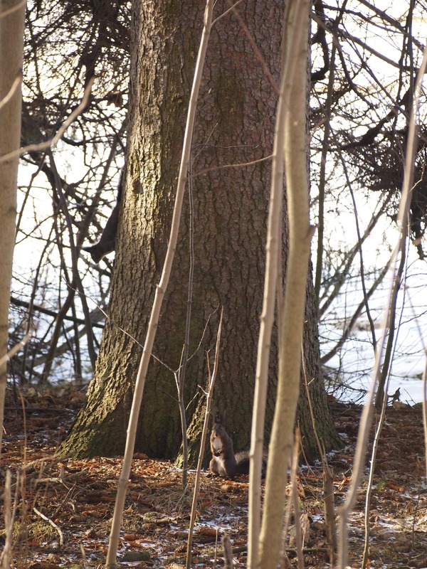 Suchbild