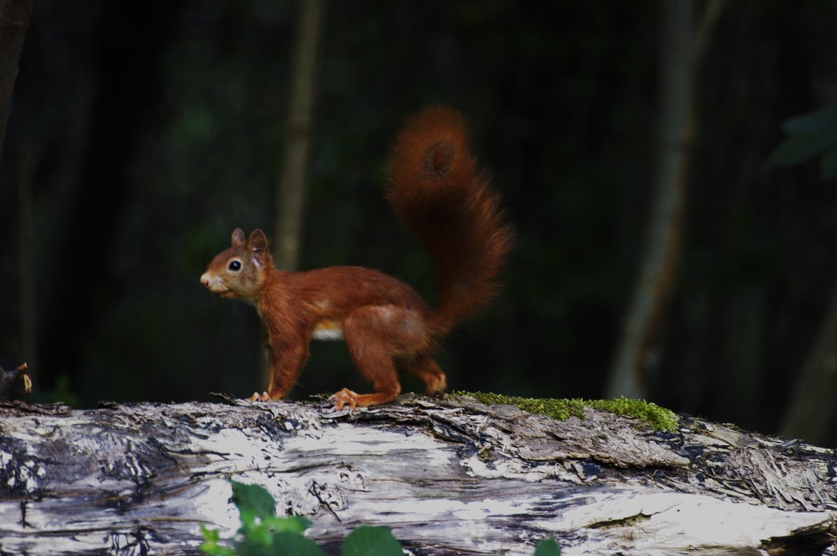 EICHHÖRNCHEN2