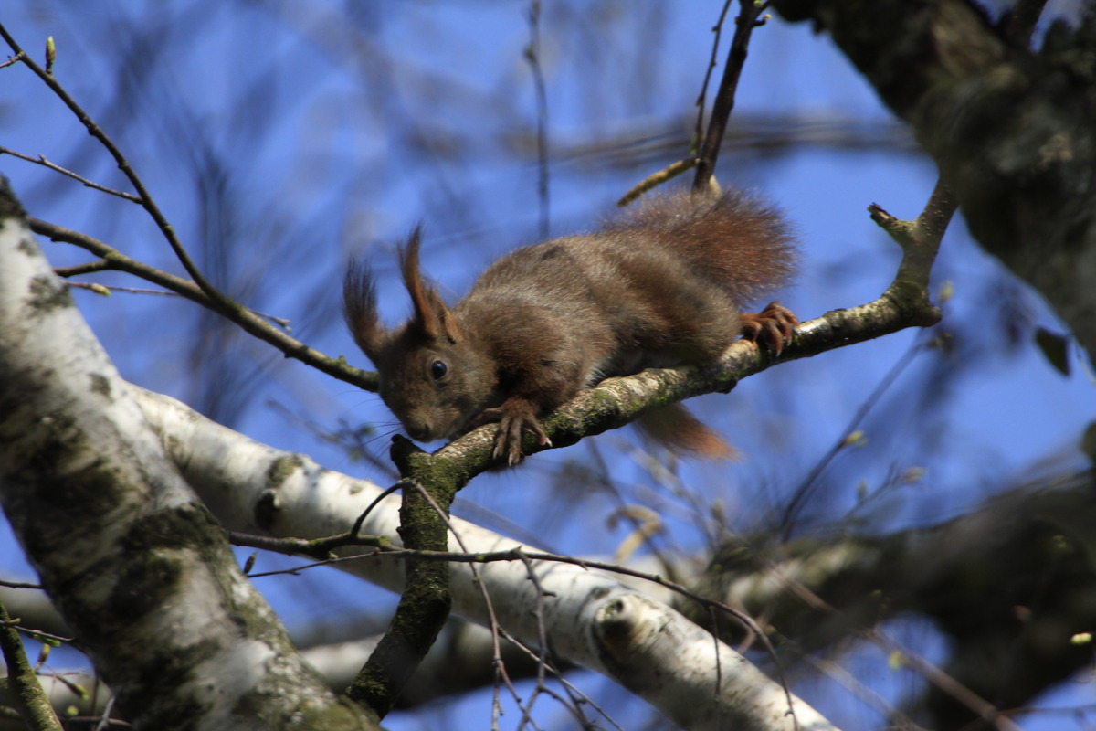 Eichhörnchen