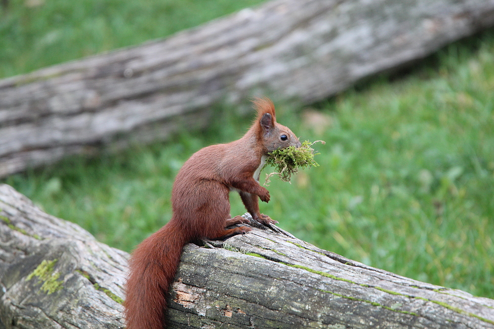 Ich bitte um eine Nußspende