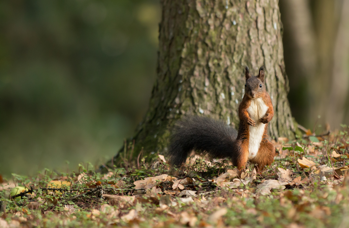 Der Poser