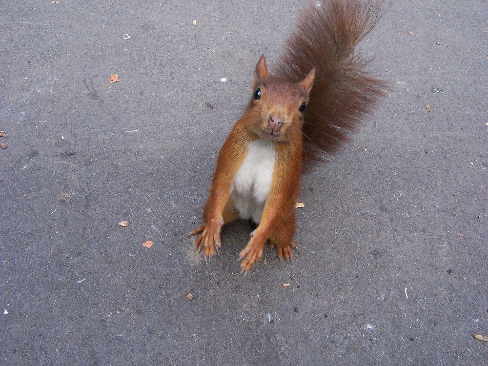 Rocker Eichhörnchen