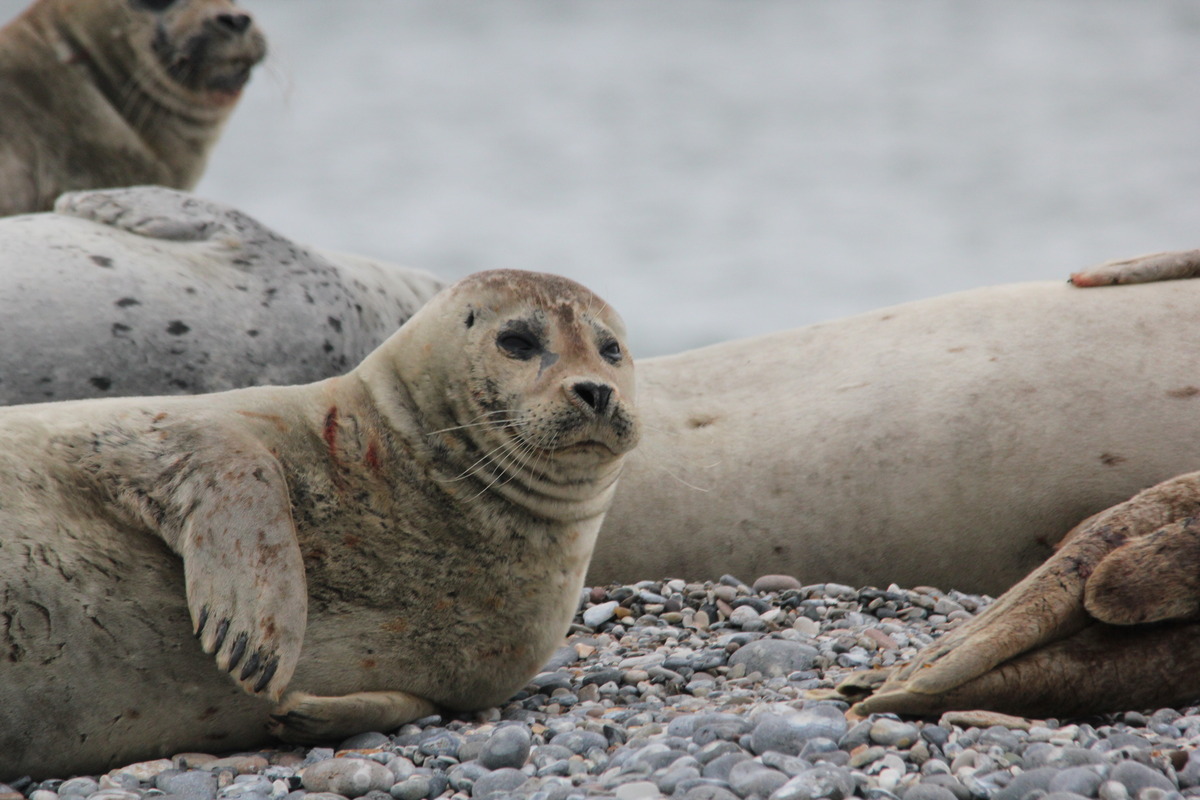 Helgoland 03