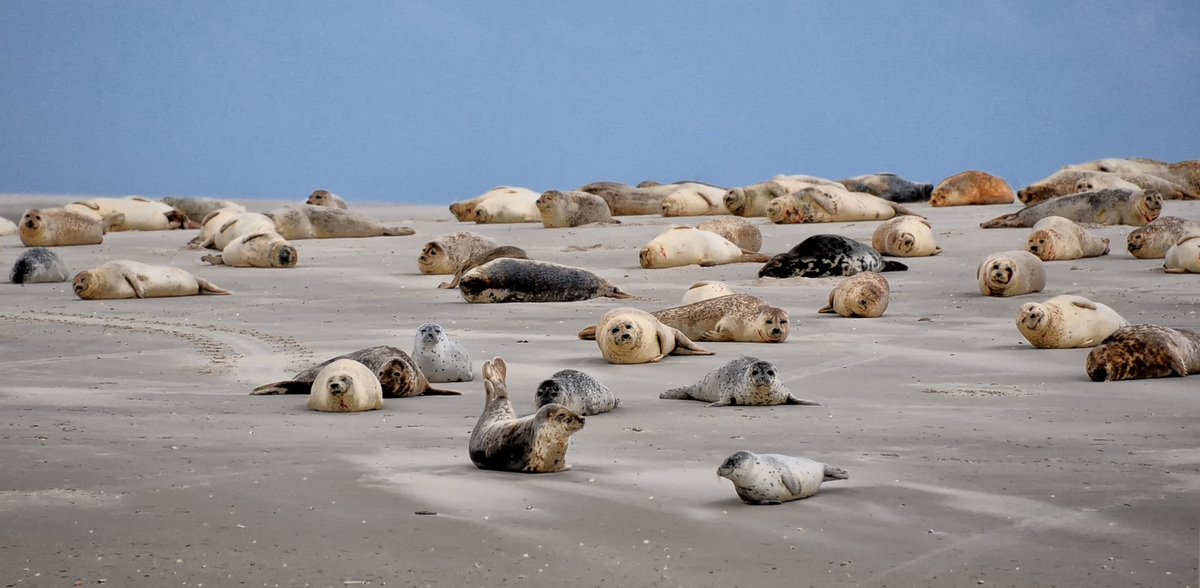 SIESTA