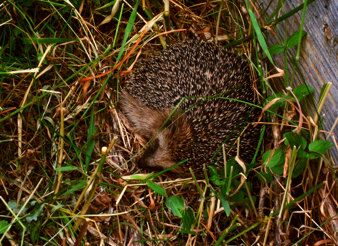 Der Igel hinter meinem Hochbeet
