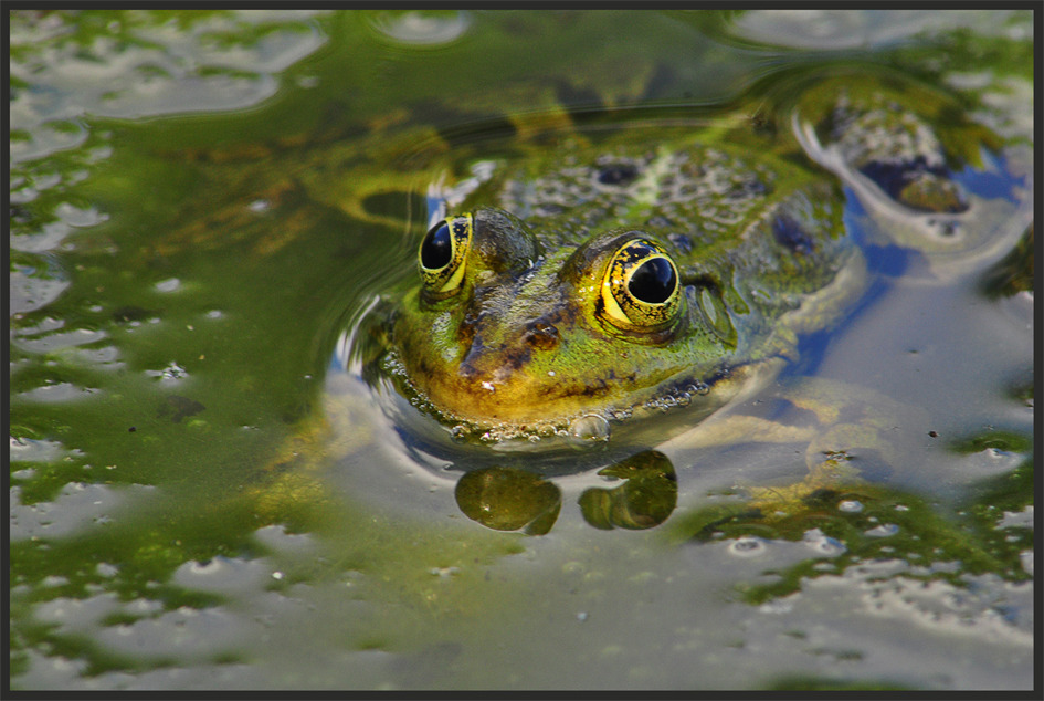 Froschaugen