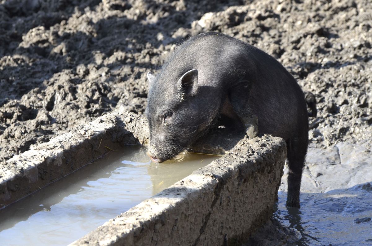 Der Durst bringt mich noch um ........