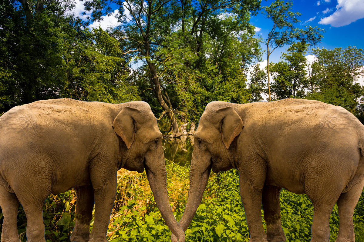Elefantenhochzeit