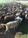 schafe einer fazenda 