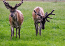 Fotos_Sonstige Säugetiere