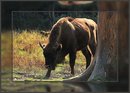 Fotos_Sonstige Säugetiere