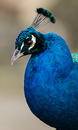 Pfau Tiergarten Schönbrunn ;-)