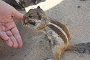 bei der Wildfütterung - Streifenhörnchen auf den Kanaren