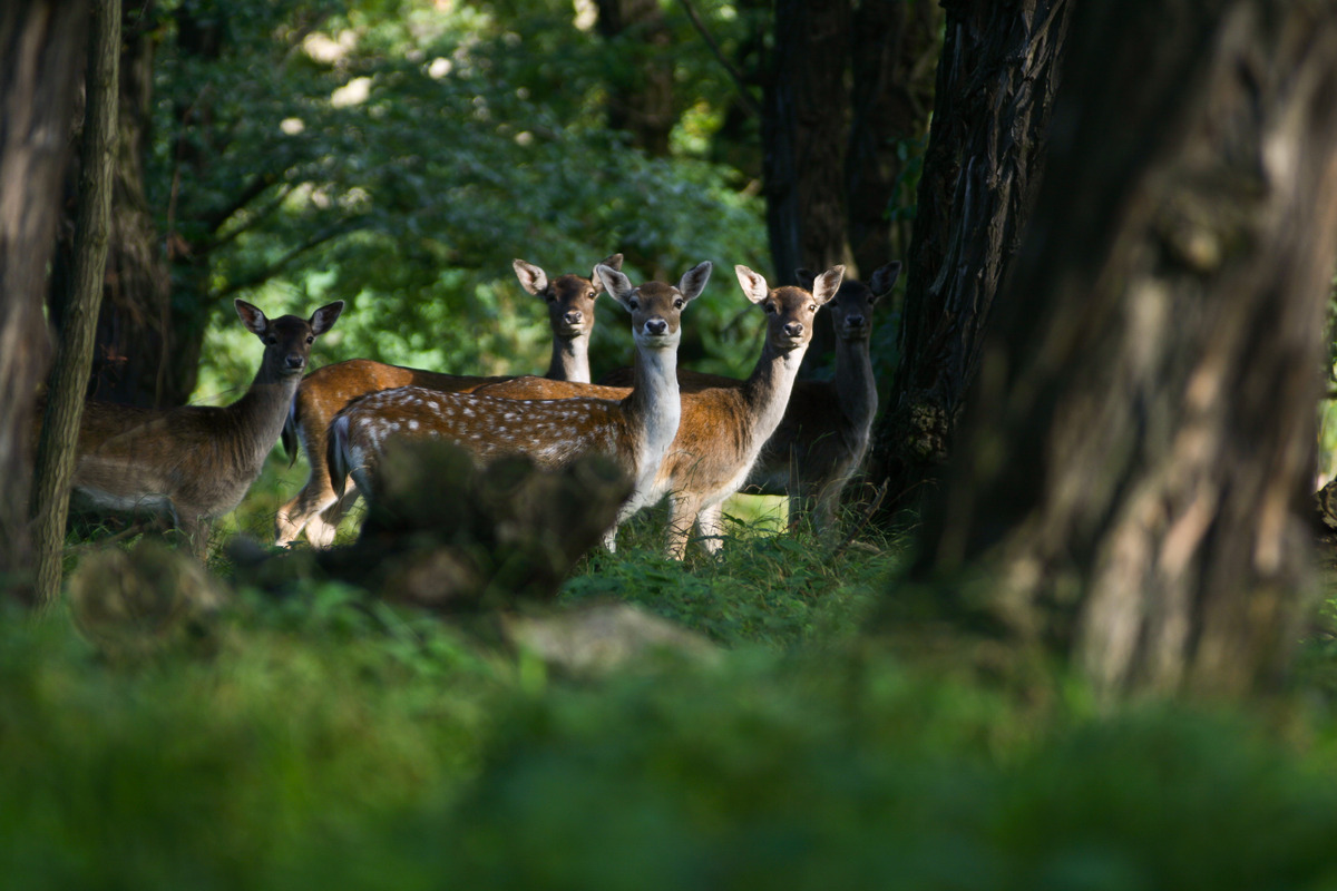 Damwild in der Abenddämmerung 