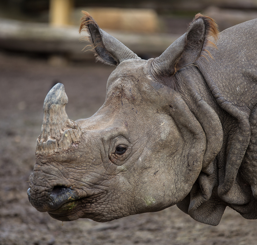 Nashorn Tiergarten Schönbrunn ;-)