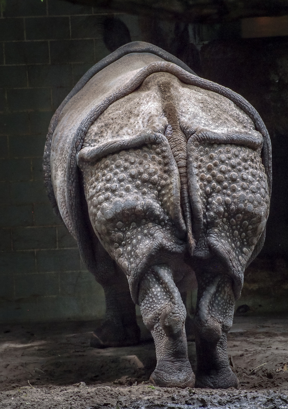 Nashorn von hinten