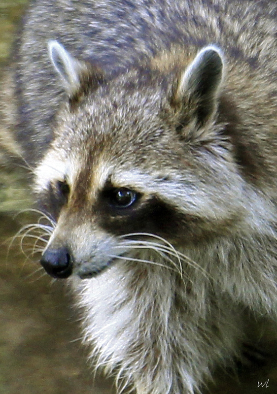 Waschbär
