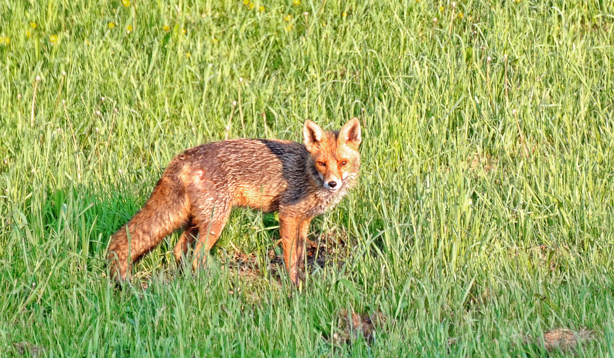 Einem aufmerksamen Fuchs ...