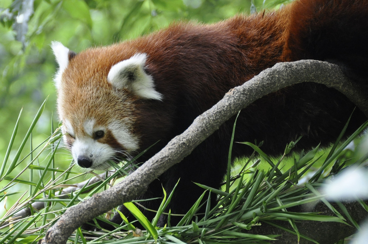 Kleiner Panda