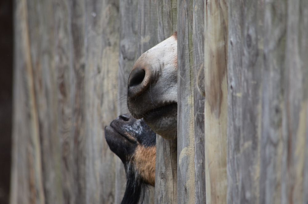 Hunger! Bitte füttere uns!