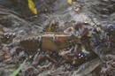 Fotos_Sonstige Wildtiere
