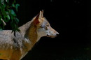 Der Wolf