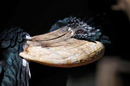 Hornvogel