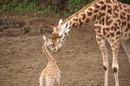 Fotos_Sonstige Wildtiere