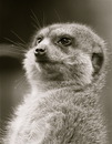 Fotos_Sonstige Wildtiere