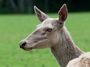 Eine Hirschkuh