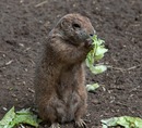 Fotos_Sonstige Wildtiere